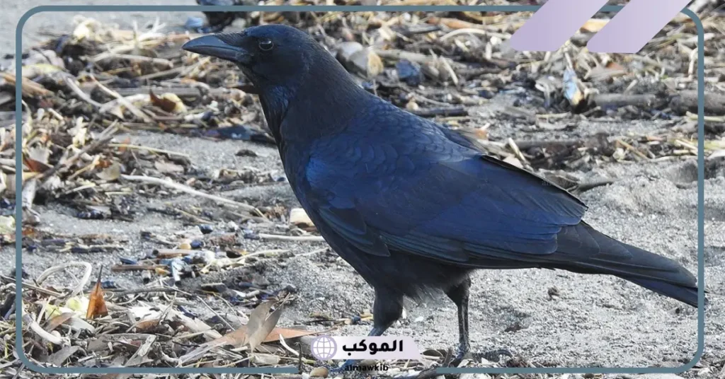 تفسير حلم الغراب الأسود للرجل