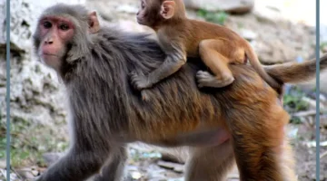 حلمت بقرد صغير