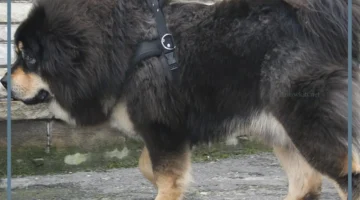 حلمت بكلب كبير