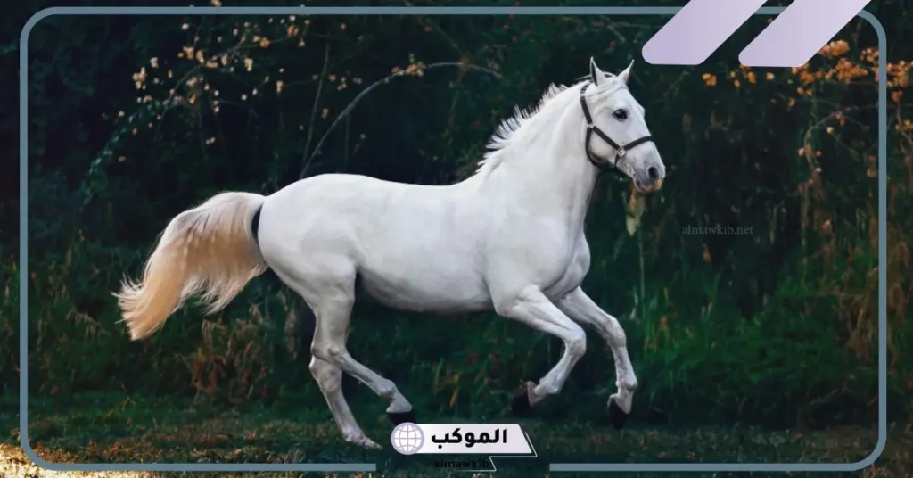 شعر بدوي عن الخير الاصيل 