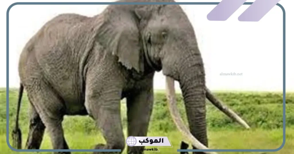 رؤية الفيل الصغير في المنام للمتزوجة