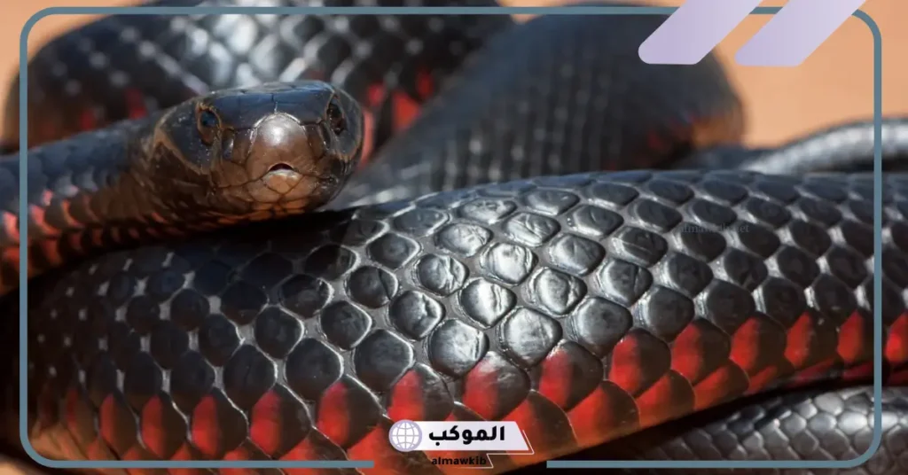 تفسير حلم أفعى سوداء للعزباء