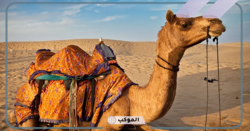 تفسير حلم ذبح الجمل في المنام للرجل لابن سيرين والإمام الصادق 5 تفسير حلم ذبح الجمل الصغير