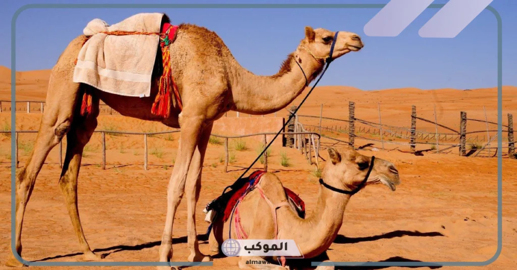 تفسير حلم الجمل الصغير في المنزل 