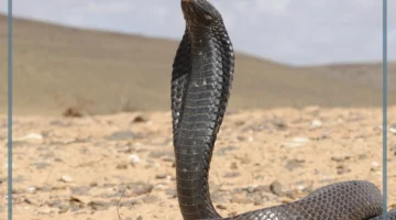 دلالات الكوبرا