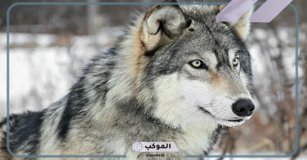 تفسير حلم الذئب يلاحقني 