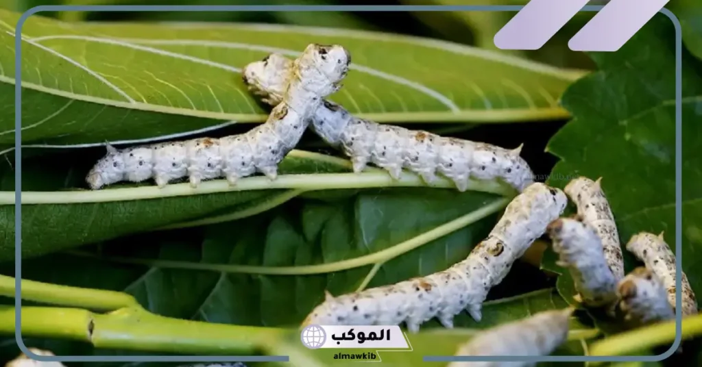 تفسير حلم الدود الابيض في المنام للمطلقة والمتزوجة ورمزه لكبار المفسرين 5 تفسير حلم الدود الابيض للعزباء