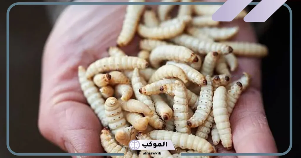 تفسير حلم رؤية الدود يخرج من الجسم في المنام للرجل والمرأة لابن سيرين 5 رؤية الدود يخرج من الجسم في المنام للمتزوجة