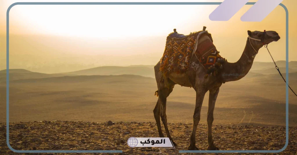 تفسير حلم ذبح الجمل في المنام للرجل لابن سيرين والإمام الصادق 6 الهروب من الجمل في المنام