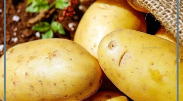 رؤية البطاطس