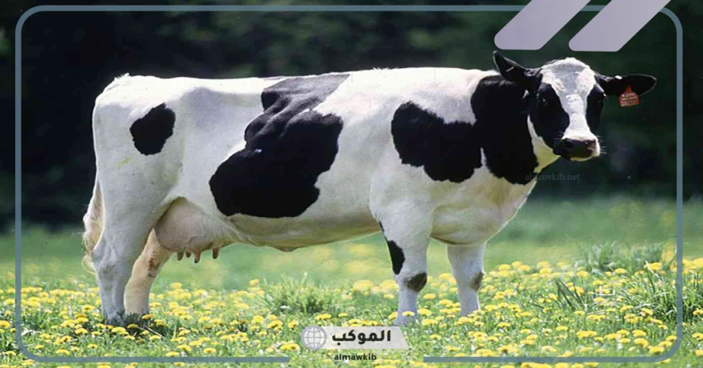 هجوم البقرة في المنام