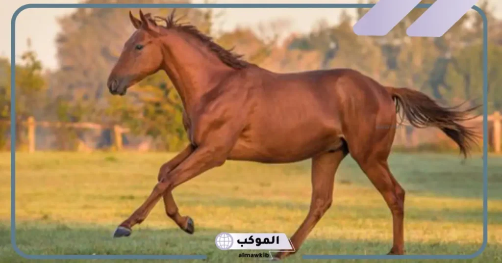 تفسير رؤية الخيل في المنام للمرأة العزباء والحامل لابن سيرين 5 رؤية حصان أبيض في المنام للعزباء