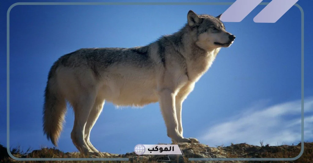 تفسير رؤية الذئب في المنام للرجل 