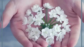 رؤية باقة من الورود البيضاء في المنام