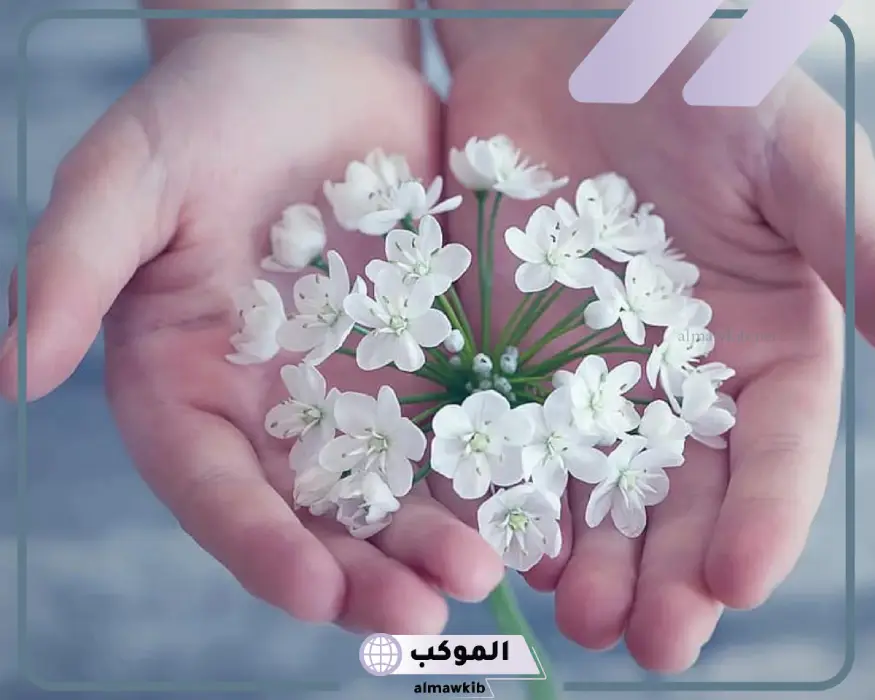 تفسير حلم ورد ابيض لابن سيرين