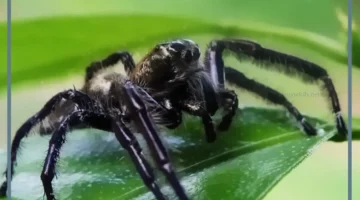 رؤية عناكب صغيرة في المنام