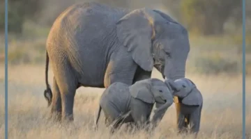 ركوب الفيل في الحلم