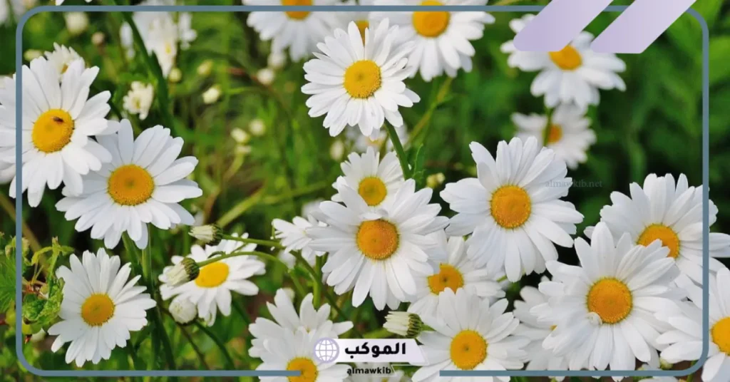 رؤية الورد الأبيض في المنام للعزباء