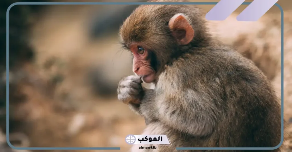 رؤية قرد صغير في المنام للعزباء