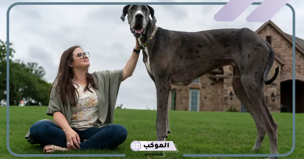 تفسير حلم الكلب الكبير للعزباء