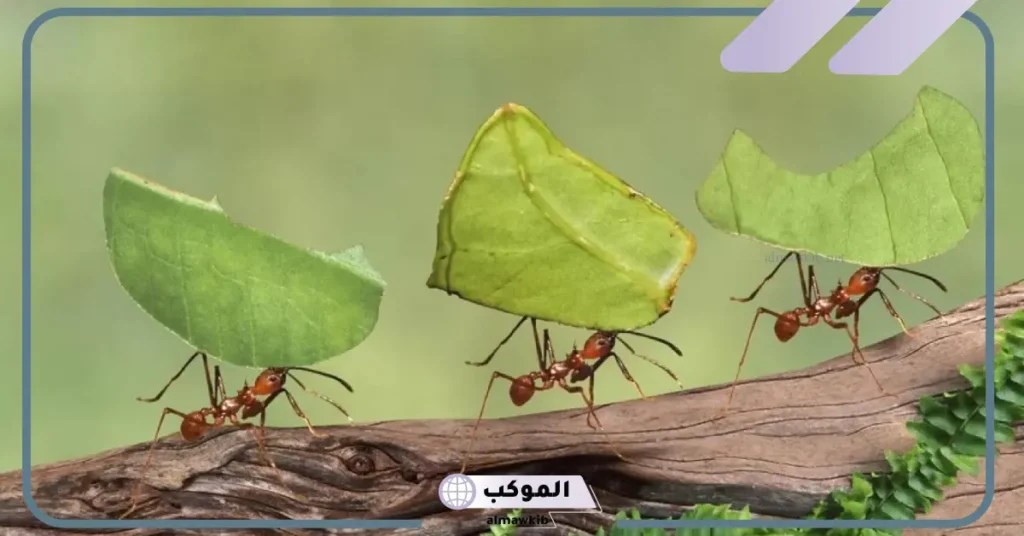 النمل في المنام للحامل