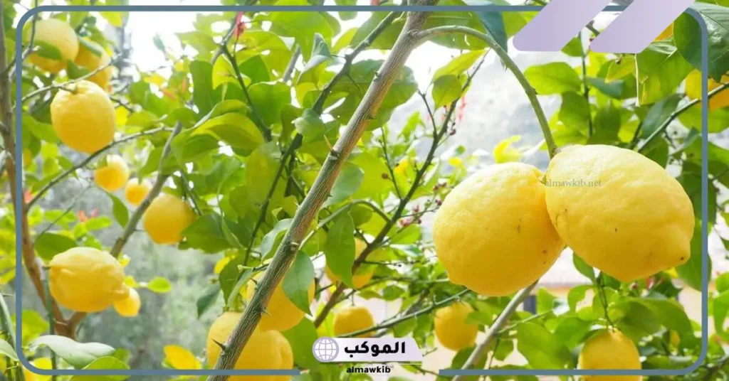 تفسير حلم شجرة الليمون للحامل