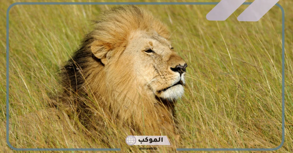 معلومات عن شعر الاسد وأشهر الأسماء التي تطلق عليه 6 شعر الأسد بالانجليزي