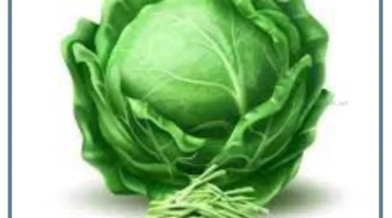 عصير الملفوف