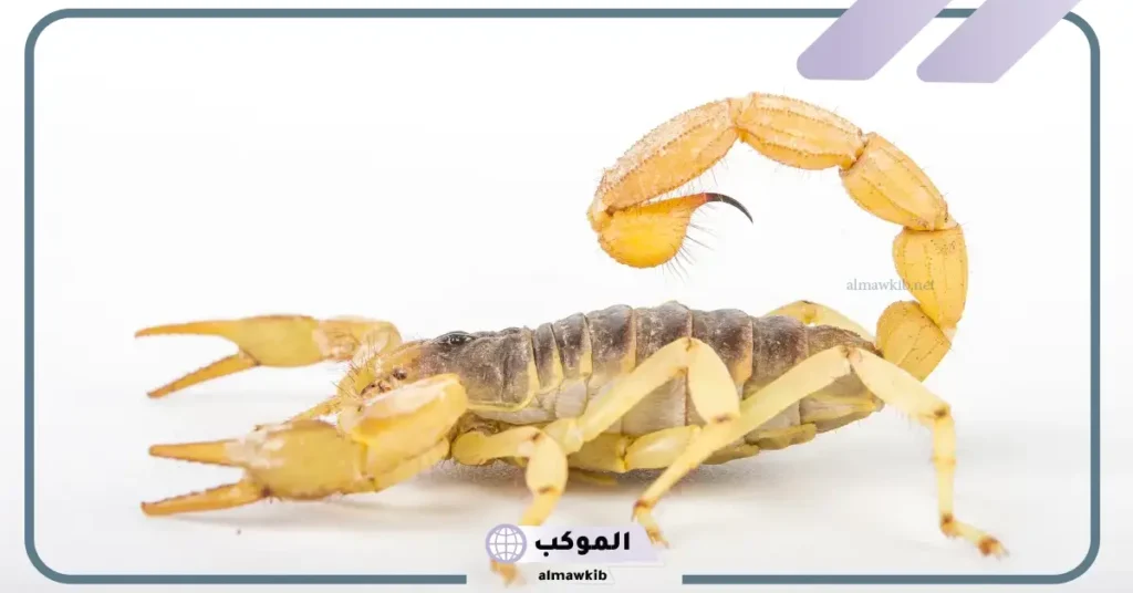 رؤية العقرب في المنام للمتزوجة