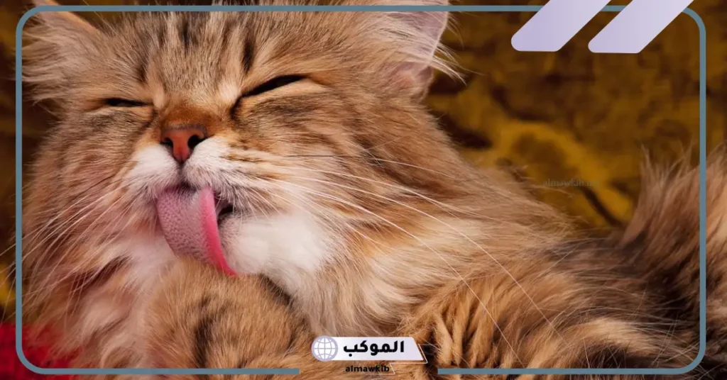 رؤية القطط في المنام للمتزوجة