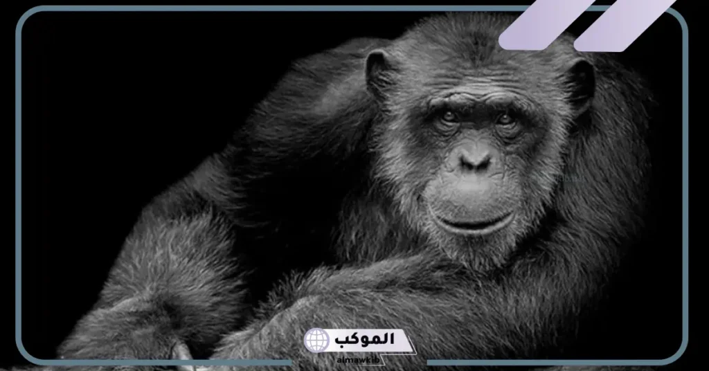 رؤية الهروب من القرد في المنام 