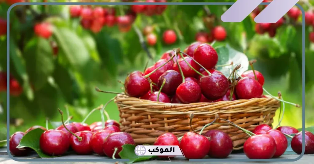 اكل الكرز في المنام للمتزوجة 