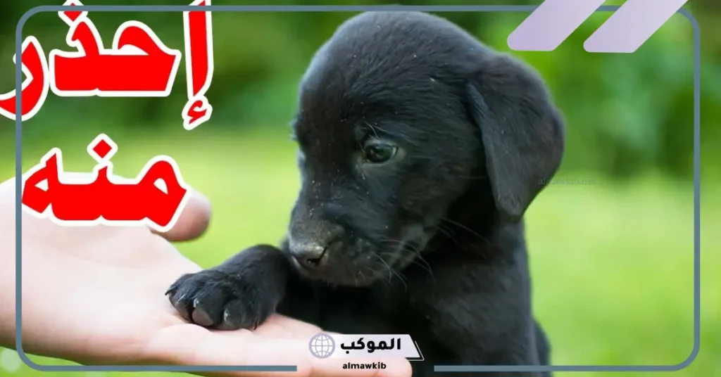 تفسير حلم الكلب الأسود في المنام للمطلقة والمتزوجة لابن سيرين 6 رؤية الكلب الأسود في المنام للعزباء