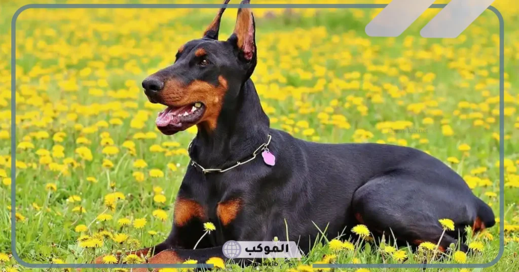 تفسير حلم الكلاب السوداء في البيت 