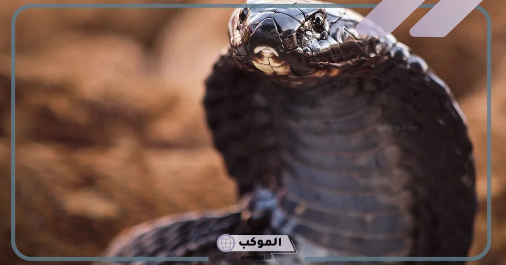 تفسير حلم كوبرا سوداء كبيرة في المنام تهاجم لكبار المفسرين 5 تفسير رؤية الكوبرا السوداء في المنام للمتزوجة