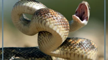 لدغات الثعبان