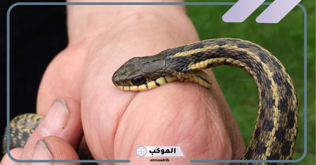 تفسير لدغة الأفعى في المنام للمتزوجة