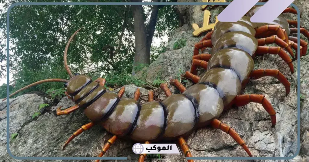 تفسير حلم رؤية ام اربعة واربعين في المنام داخل المنزل لابن سيرين 6 رؤية ام اربعة واربعين في المنام للرجل