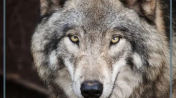 ما معنى الذئب