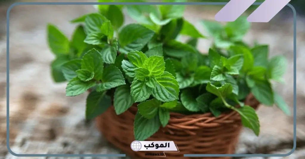 رؤية النعناع في المنام للمتزوجة