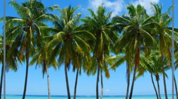 ما هي تأويلات ابن سيرين للنخل في المنام