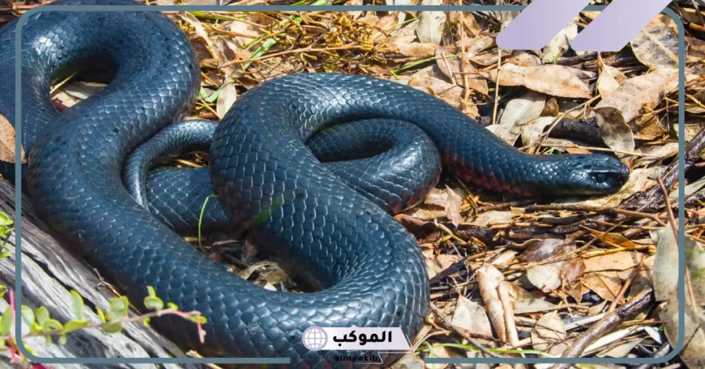 رؤية الأفعى السوداء في المنام للمتزوجة