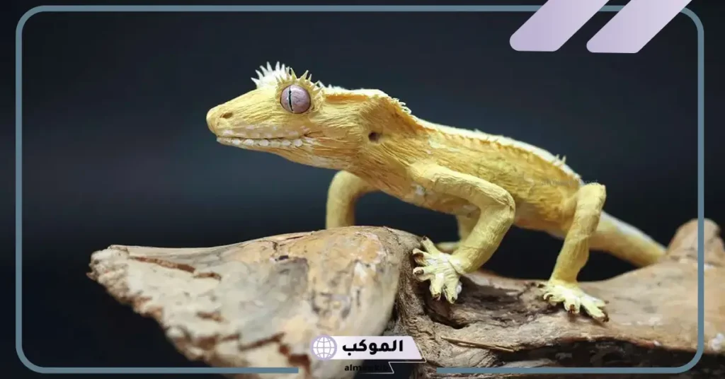 رؤية البرص في المنام للمتزوجة