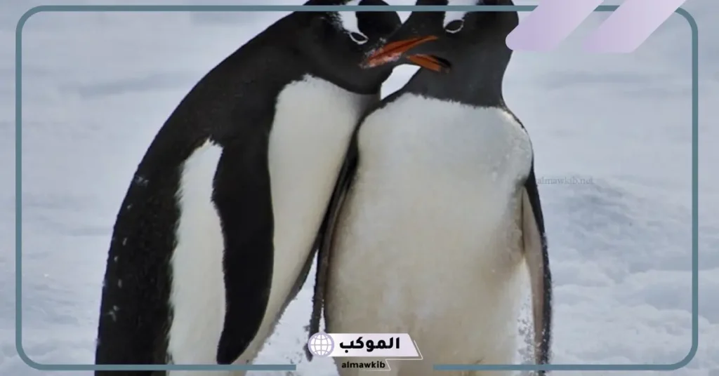 تفسير حلم البطريق في البيت للعزباء