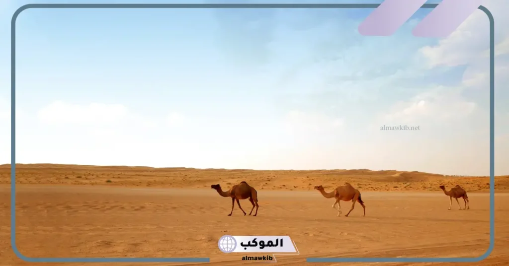 الصحراء في المنام للعزباء