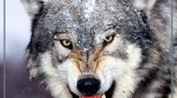 معنى الذئب في الحلم