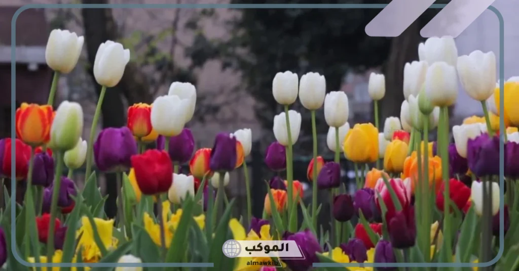 معنى زهرة التوليب وما قصتها؟ صفات محبي زهرة التوليب 5 معنى زهرة التوليب الصفراء