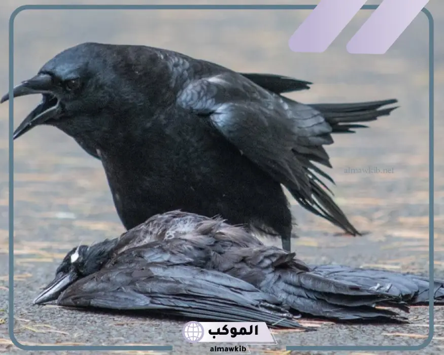 تفسير حلم الغراب الاسود في المنام لابن سيرين