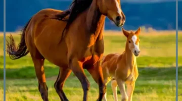 هجوم الخيل في المنام