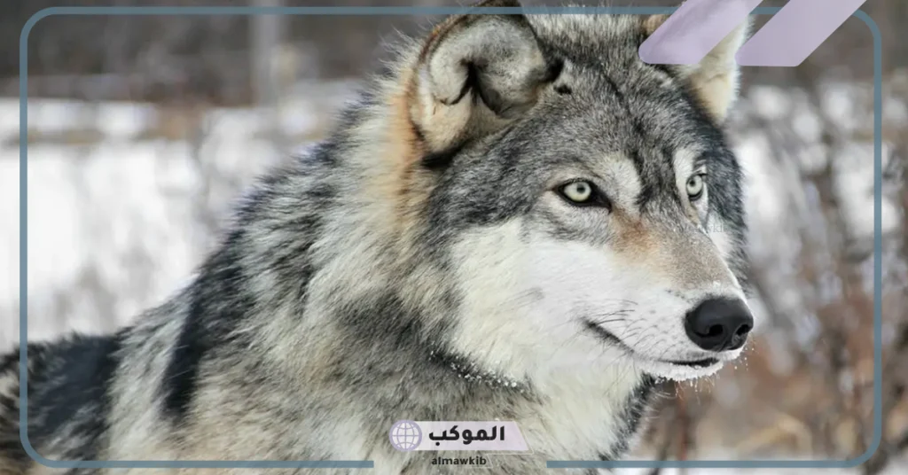 هجوم الذئب في المنام 